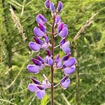 Lupine am Wegesrand