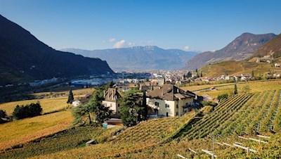 Rund um Bozen gedeihen erlesene Weintrauben