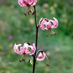 Die ausdauernde Türkenbundlilie