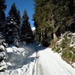In angenehmer Steigung durch den winterlichen Wald