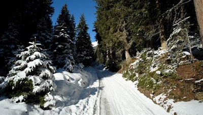 In angenehmer Steigung durch den winterlichen Wald