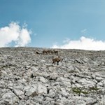 Mit etwas Glück trifft man auf scheue Steinböcke 