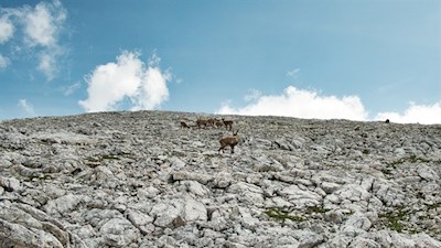 Mit etwas Glück trifft man auf scheue Steinböcke 