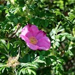 Ein zarter Duft erfüllt die Luft... Die Blüte der Hagebutte