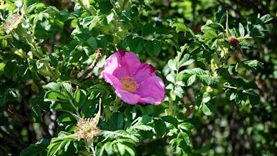 Ein zarter Duft erfüllt die Luft... Die Blüte der Hagebutte