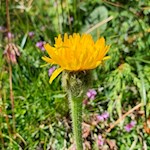 Ferkelkraut in den Almwiesen um den Kornigl