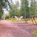 Stationen mit anregenden Spielen auf dem Wald-Wild-Wunder-Weg