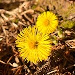 In spring, tender Tussilago thrive on the panoramic trail