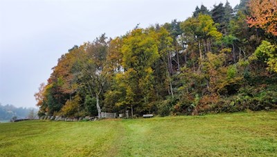 Der Lengsteiner Rundwanderweg führt zunächst durch eine Weidewiese