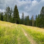 Durch Wald und Wiesen zur Frommeralm