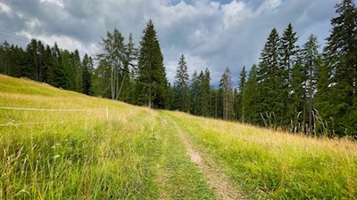 Durch Wald und Wiesen zur Frommeralm