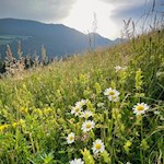 Durch blühende Frühlingswiesen nach St. Valentin