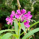 Weidenröschen am Wegesrand