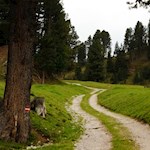 Der Zirbelkieferweg ist bestens markiert