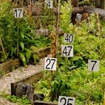 Im synergetischen Garten gedeihen diverse Heil- und Gewürzkräuter