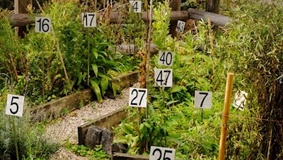 Im synergetischen Garten gedeihen diverse Heil- und Gewürzkräuter