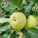 Durch Apfelwiesen nach Mühlbach