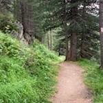 Der Anstieg auf den Staller Sattel führt durch den Wald