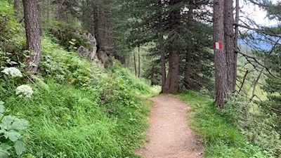 Der Anstieg auf den Staller Sattel führt durch den Wald