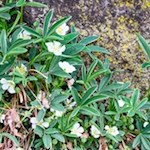 Blümchen am Wegesrand