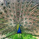 Stolz schlägt ein Pfau sein farbenprächtiges Rad