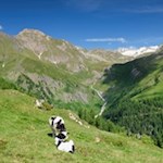 Der Anstieg auf den Eggespitz führt durch eine friedvolle Landschaft