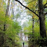 Auf dem breiten Forstweg Nr. 9 nach Teis