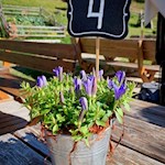 Die Sonnenterrasse der Pertinger Alm ist mit schönen Blumen geschmückt