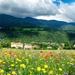 Einst glich der Hofburggarten einem farbenfrohen Blumenmeer
