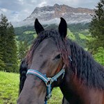 Weidende Pferde vor der Kulisse des Heiligkreuzkofel