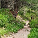 Im leichten Auf und Ab zur Göma Hütte