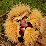 Kastanienbäume säumen den Weg zum Wolfsgrubener See