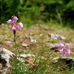 Zarte Nelken gedeihen am Wegesrand