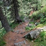 Zunächst wandert man im steten Anstieg durch den Wald