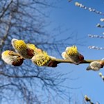 Frühlingserwachen in Spinges