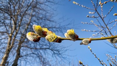 Frühlingserwachen in Spinges