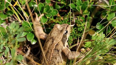 Gut getarnt: Braunfrosch längs des Weges zum Glittner See