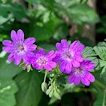 Geranium on the bee trail