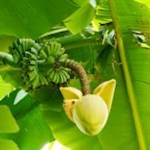 In Arcos Arboretum wachsen und gedeihen Pflanzen aus aller Herren Länder