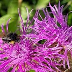 Im Frühling und Sommer wird der Ratschinger Talweg von Blumen umsäumt