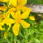 Johanniskraut am Wegesrand