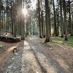 Durch den Wald zur Rotbachalm