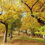 Durch herbstlich gefärbte Kastanienhaine von Klausen nach Feldthurns