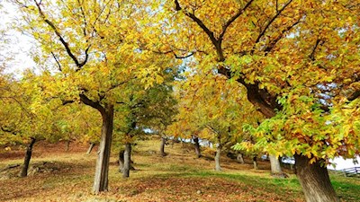 Durch herbstlich gefärbte Kastanienhaine von Klausen nach Feldthurns