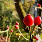 Hagebutten am Wegesrand