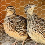 Wachteln der Stadlalm