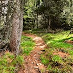 Im steten Anstieg durch den schattenspendenen Wald