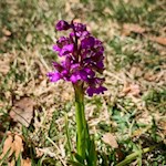 Castelfeder è invaso da delicate orchidee