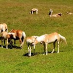 Kecke Schönheiten nahe der Edelweißhütte