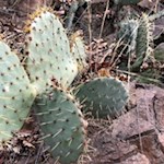 Kakteen am Wegesrand